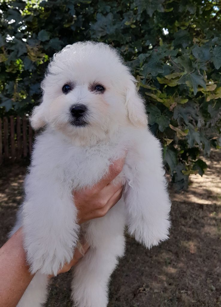 Von Bereich Sandalvi - Chiot disponible  - Bichon Frise