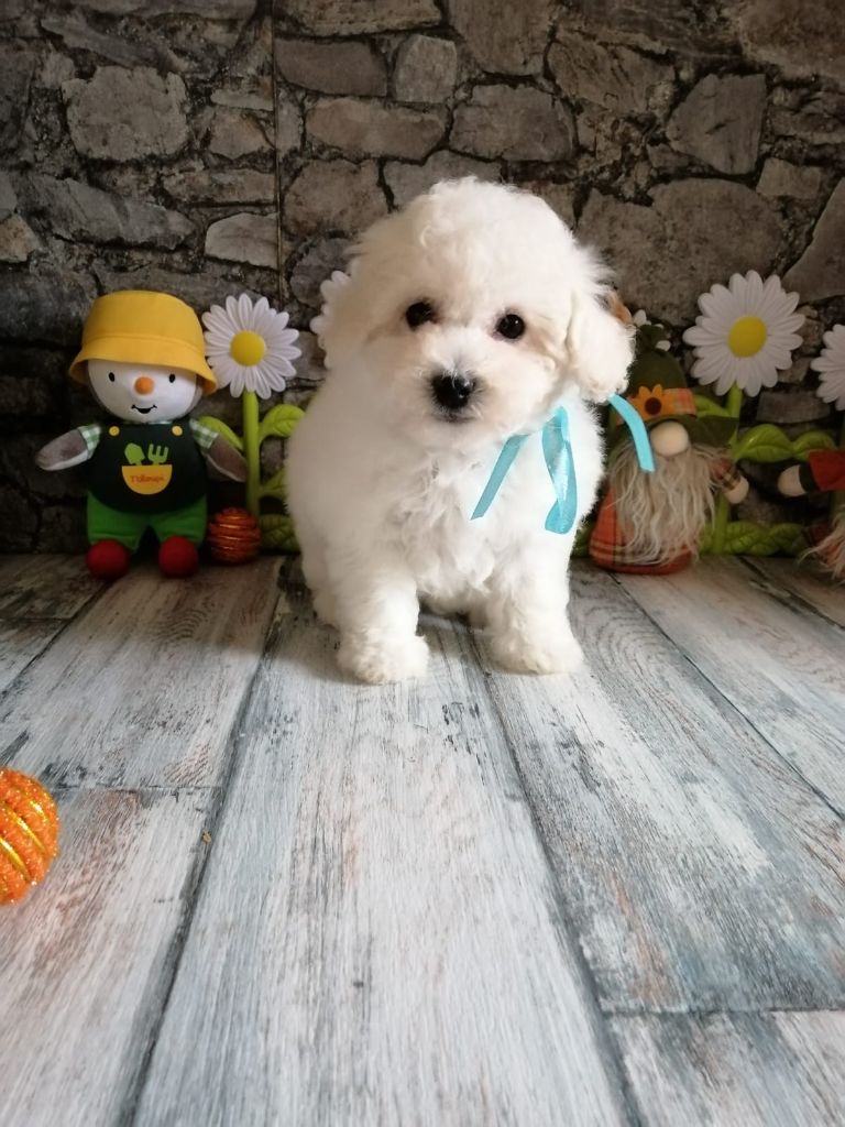 Von Bereich Sandalvi - Chiot disponible  - Bichon Frise