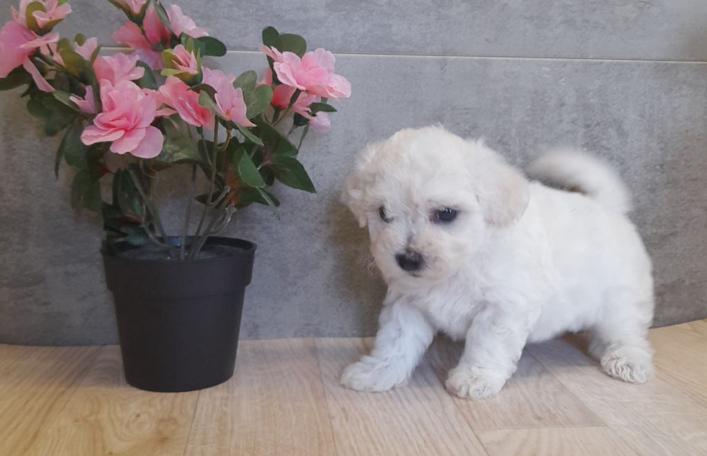 Von Bereich Sandalvi - Chiot disponible  - Bichon Frise