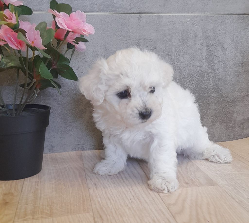 Von Bereich Sandalvi - Chiot disponible  - Bichon Frise