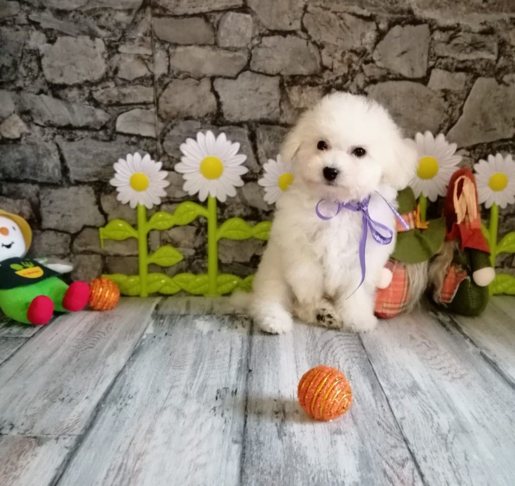 Von Bereich Sandalvi - Chiot disponible  - Bichon Frise