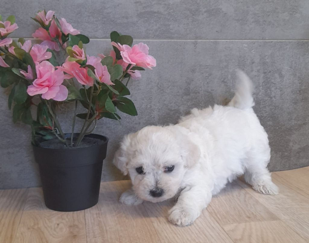 Von Bereich Sandalvi - Chiot disponible  - Bichon Frise