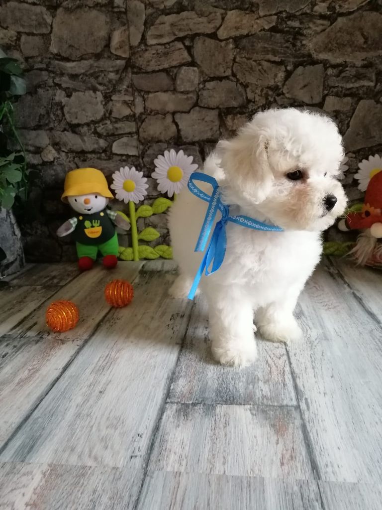 Von Bereich Sandalvi - Chiot disponible  - Bichon Frise