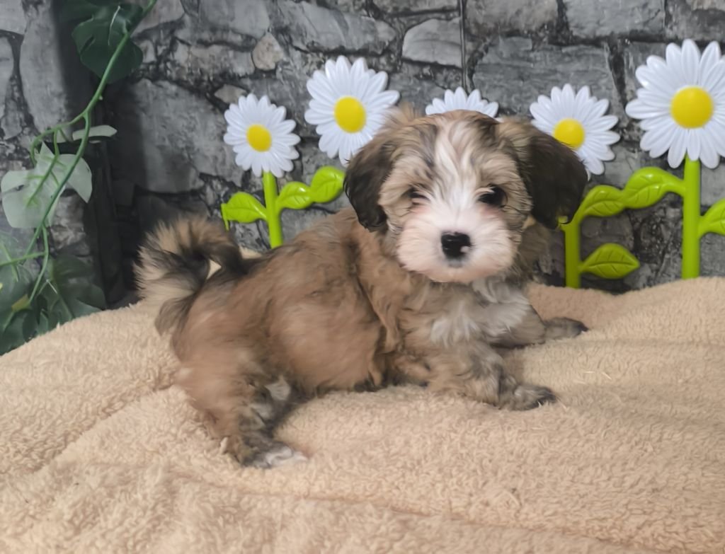 Von Bereich Sandalvi - Chiot disponible  - Bichon Havanais