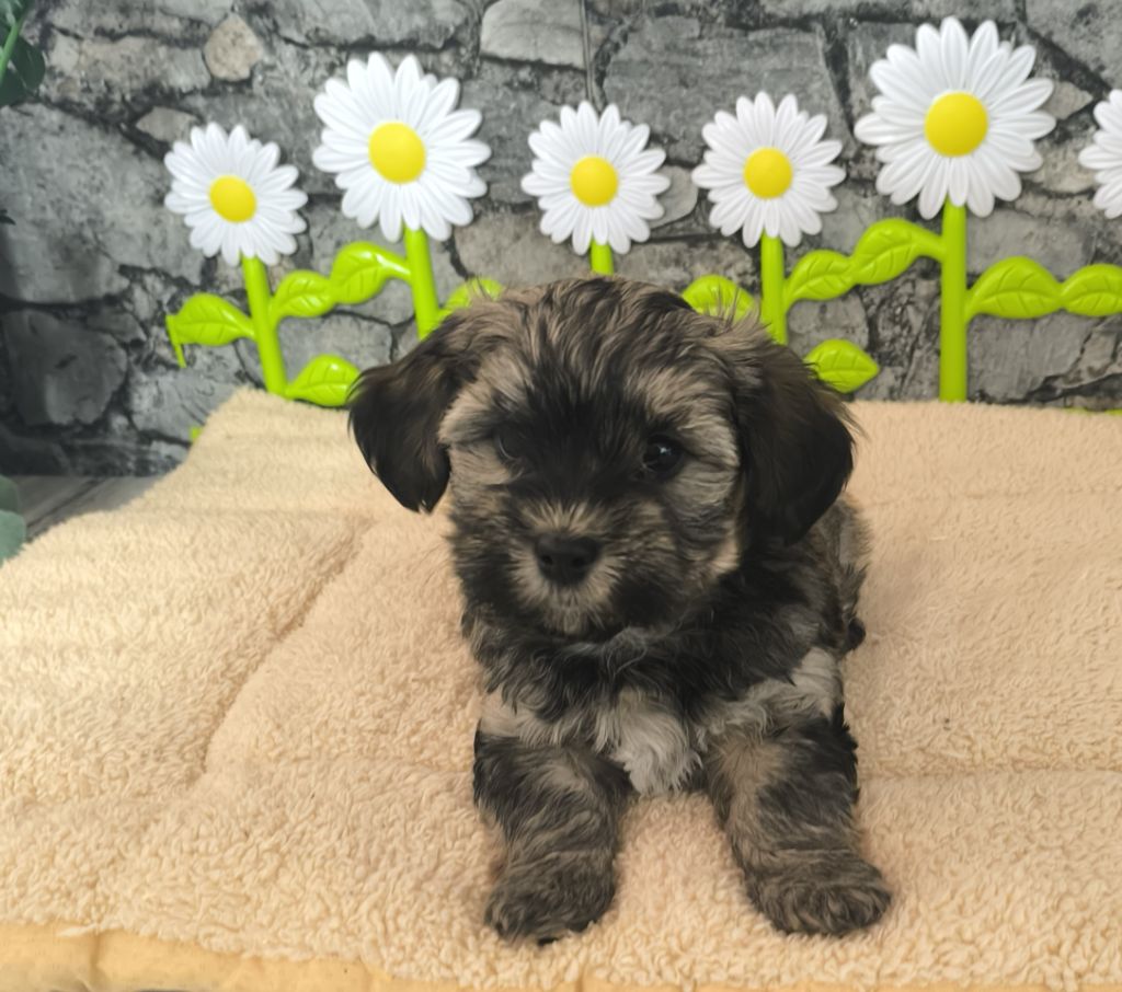 Von Bereich Sandalvi - Chiot disponible  - Bichon Havanais