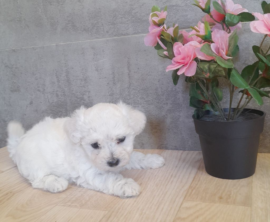 Von Bereich Sandalvi - Chiot disponible  - Bichon Frise