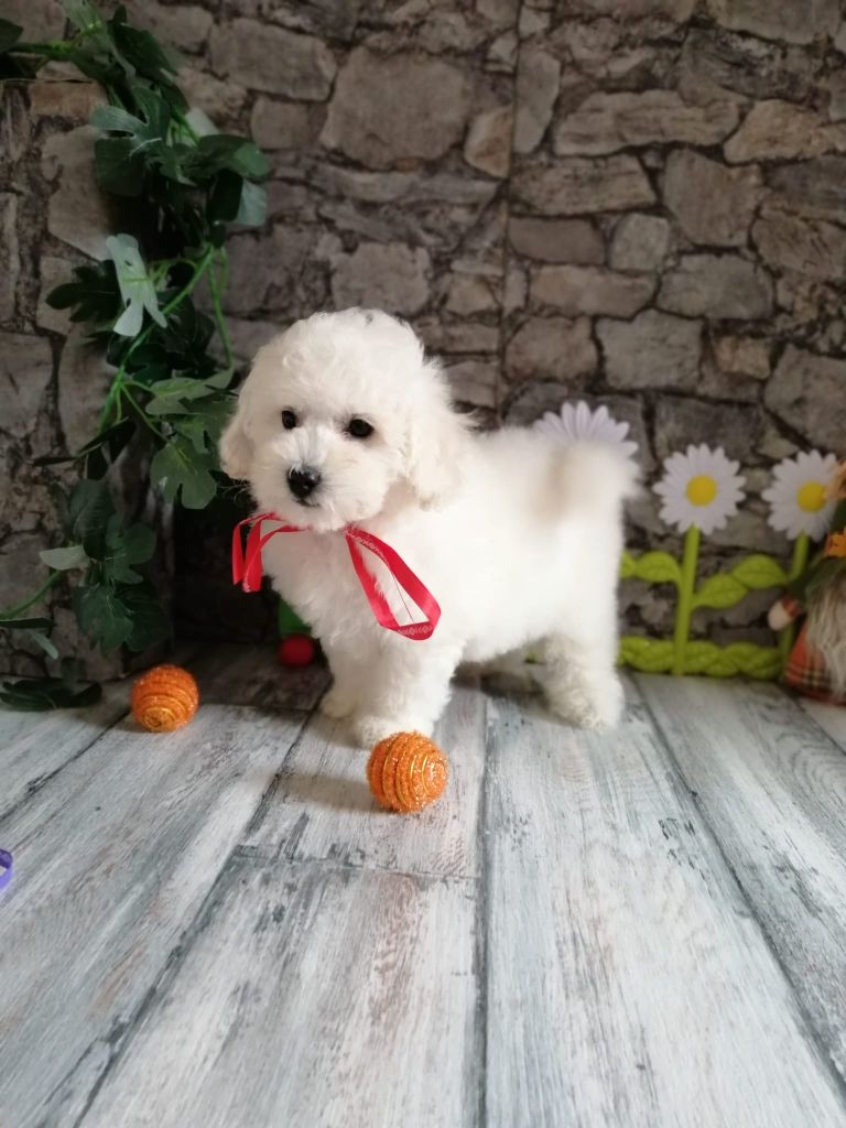 Von Bereich Sandalvi - Chiot disponible  - Bichon Frise