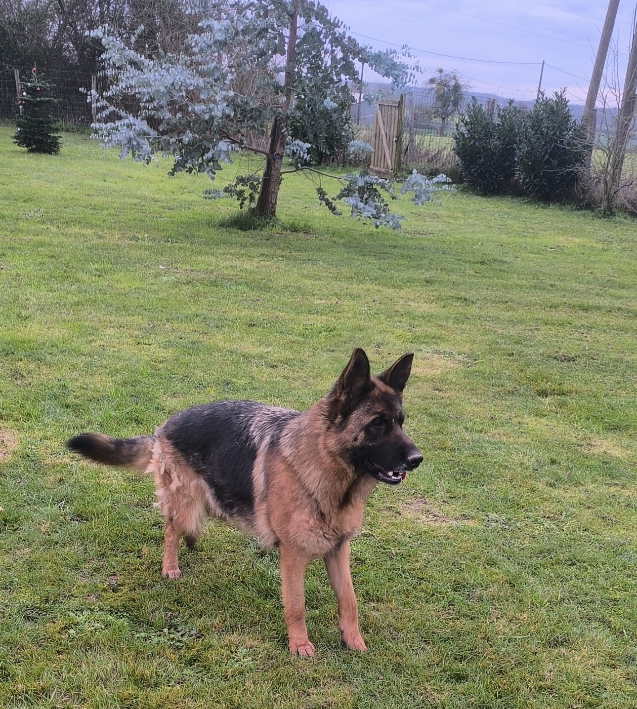 Uxa Von Bereich Sandalvi