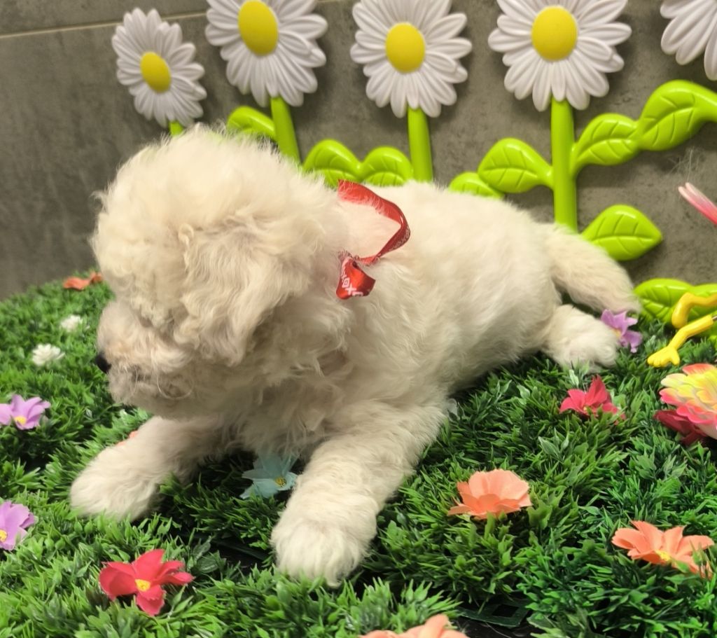 Von Bereich Sandalvi - Chiots disponibles - Bichon Frise