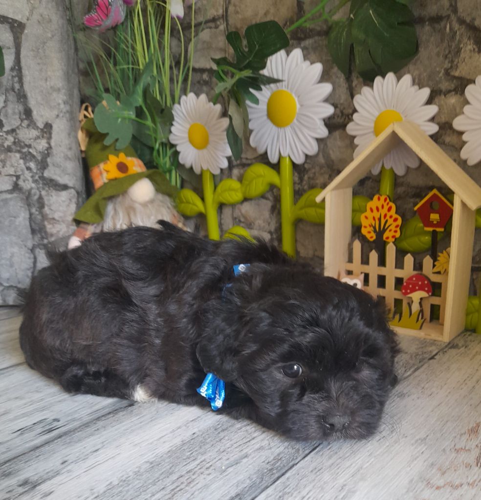 Von Bereich Sandalvi - Chiots disponibles - Bichon Havanais