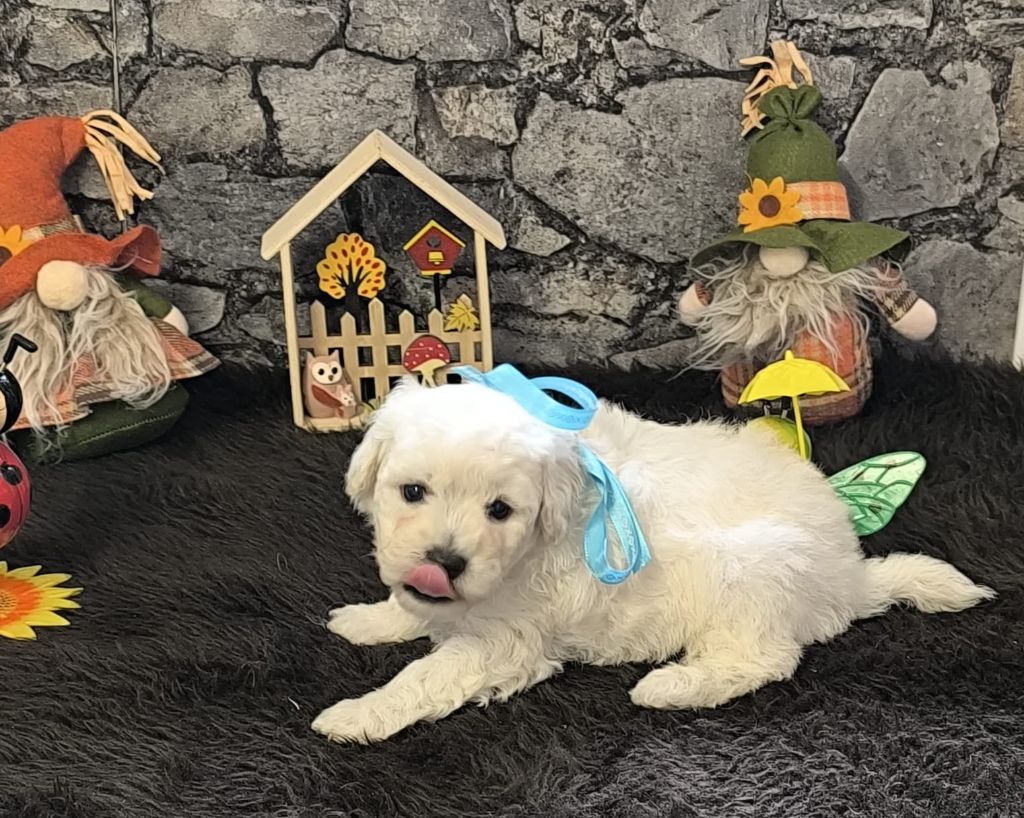Von Bereich Sandalvi - Chiots disponibles - Bichon Frise