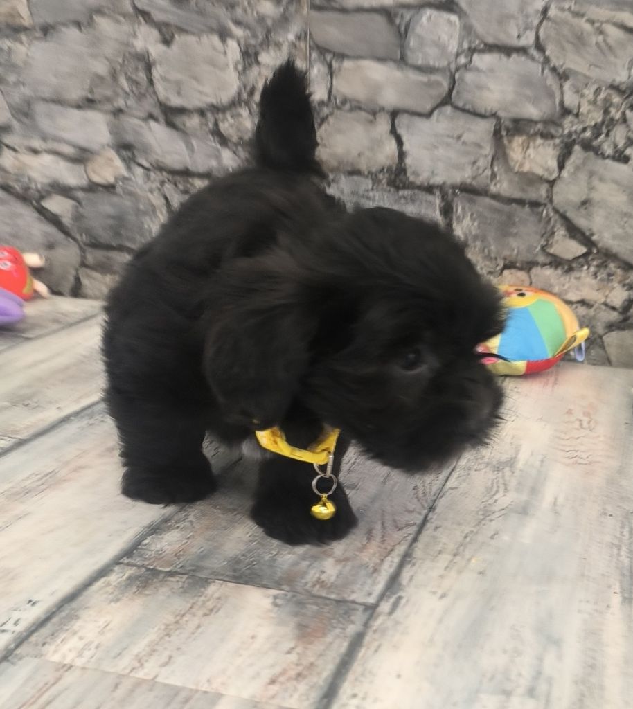 Von Bereich Sandalvi - Chiots disponibles - Bichon Havanais