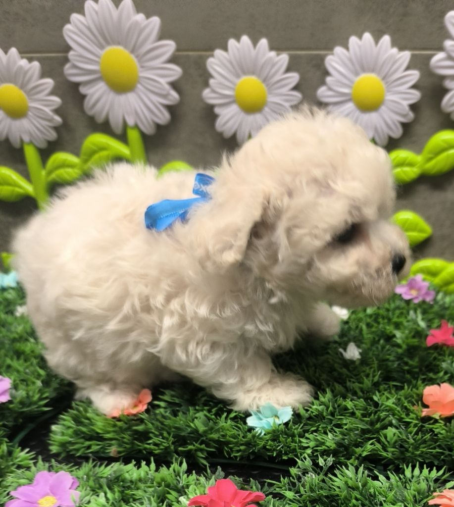Von Bereich Sandalvi - Bichon Frise - Portée née le 27/03/2025