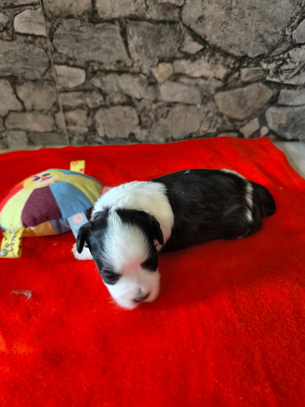 Von Bereich Sandalvi - Chiots disponibles - Bichon Havanais