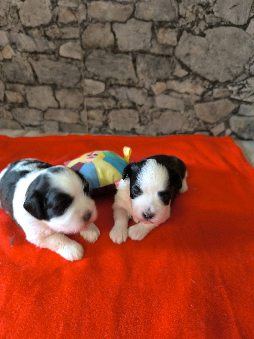 Chiot Bichon Havanais Von Bereich Sandalvi