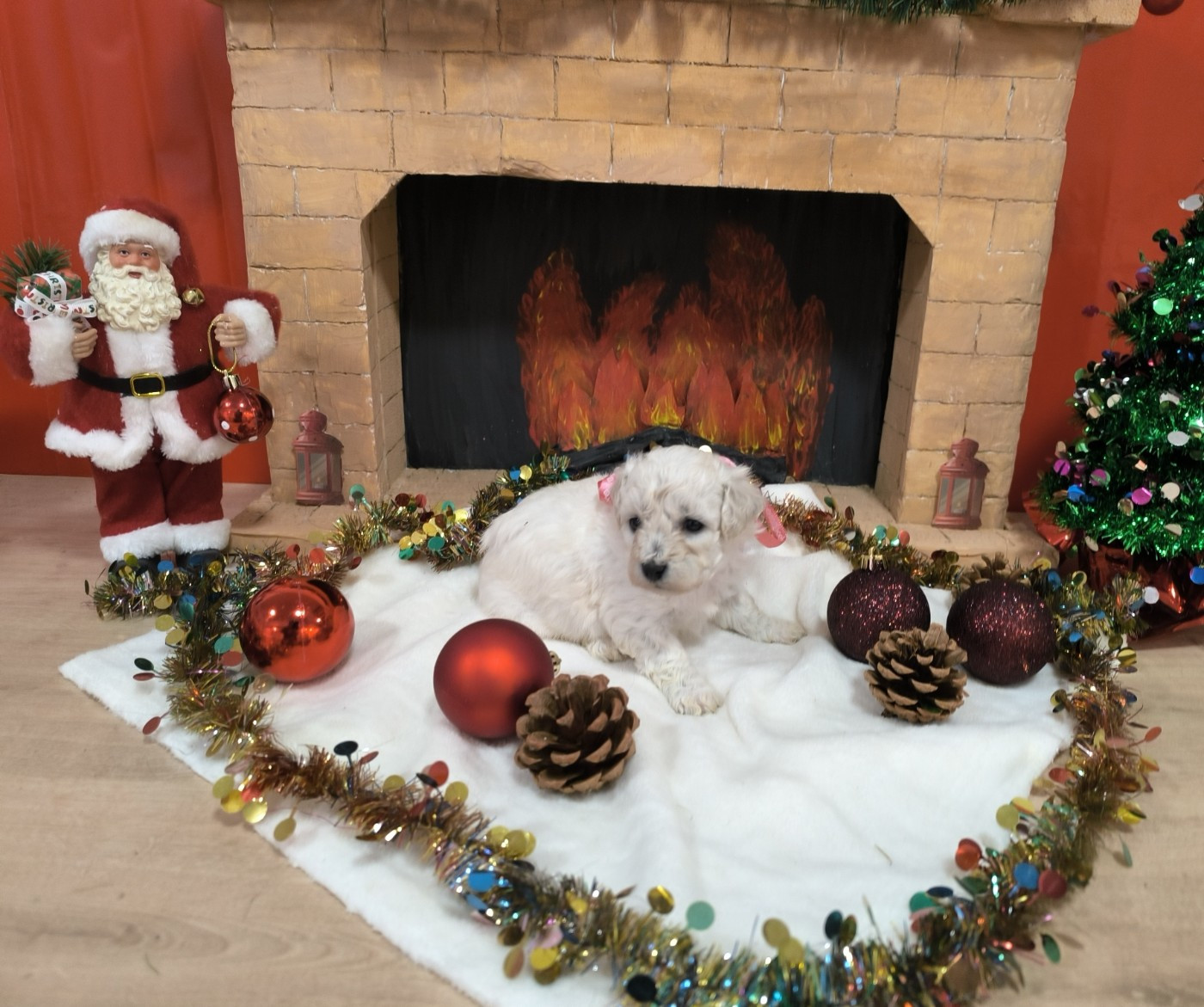 Von Bereich Sandalvi - Chiots disponibles - Bichon Frise