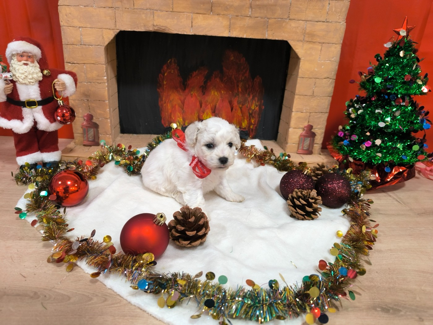 Von Bereich Sandalvi - Chiots disponibles - Bichon Frise