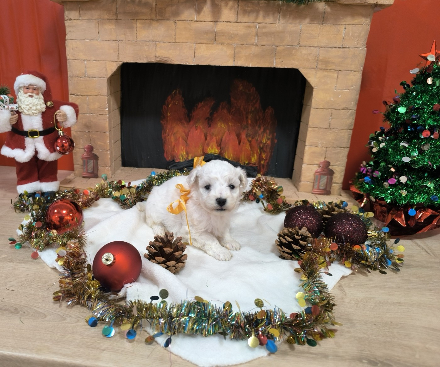 Von Bereich Sandalvi - Chiots disponibles - Bichon Frise