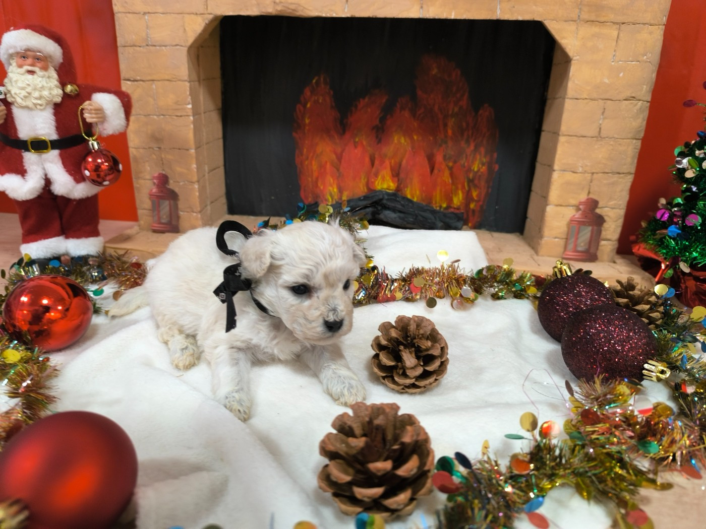 Von Bereich Sandalvi - Chiots disponibles - Bichon Frise