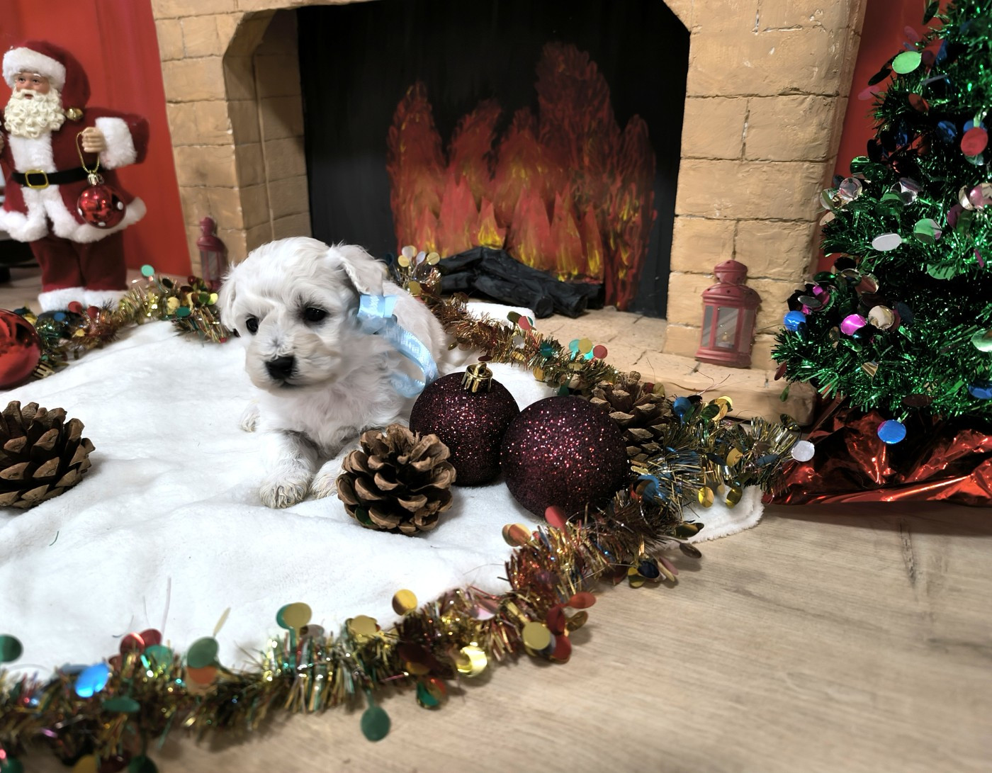 Von Bereich Sandalvi - Chiots disponibles - Bichon Frise