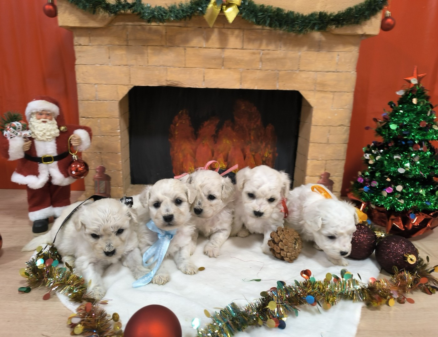 Chiot Bichon Frise Von Bereich Sandalvi