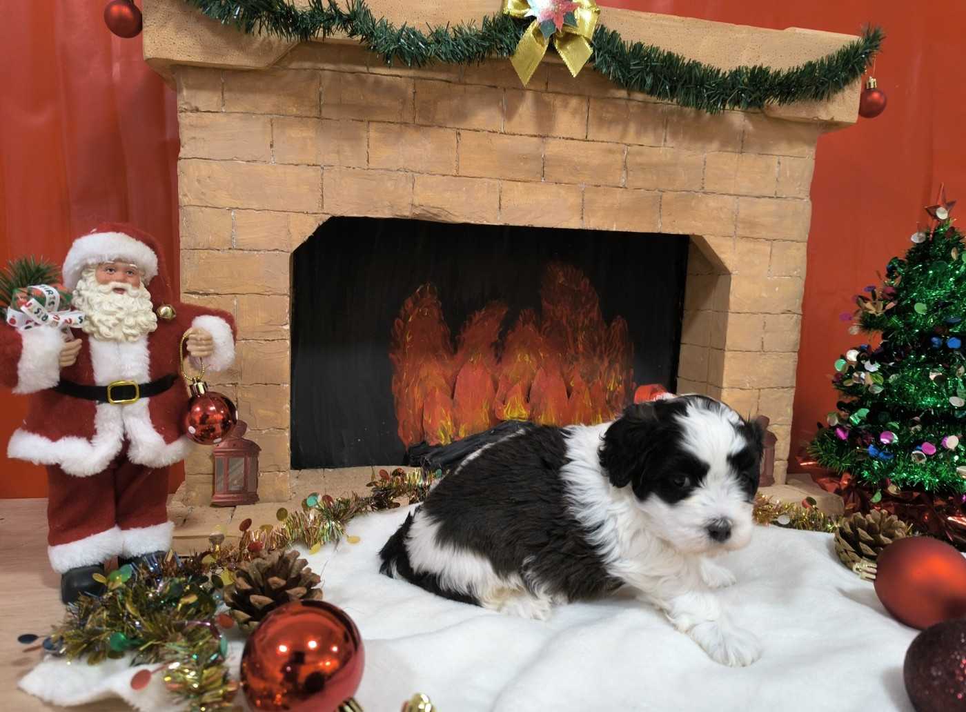 Von Bereich Sandalvi - Chiots disponibles - Bichon Havanais