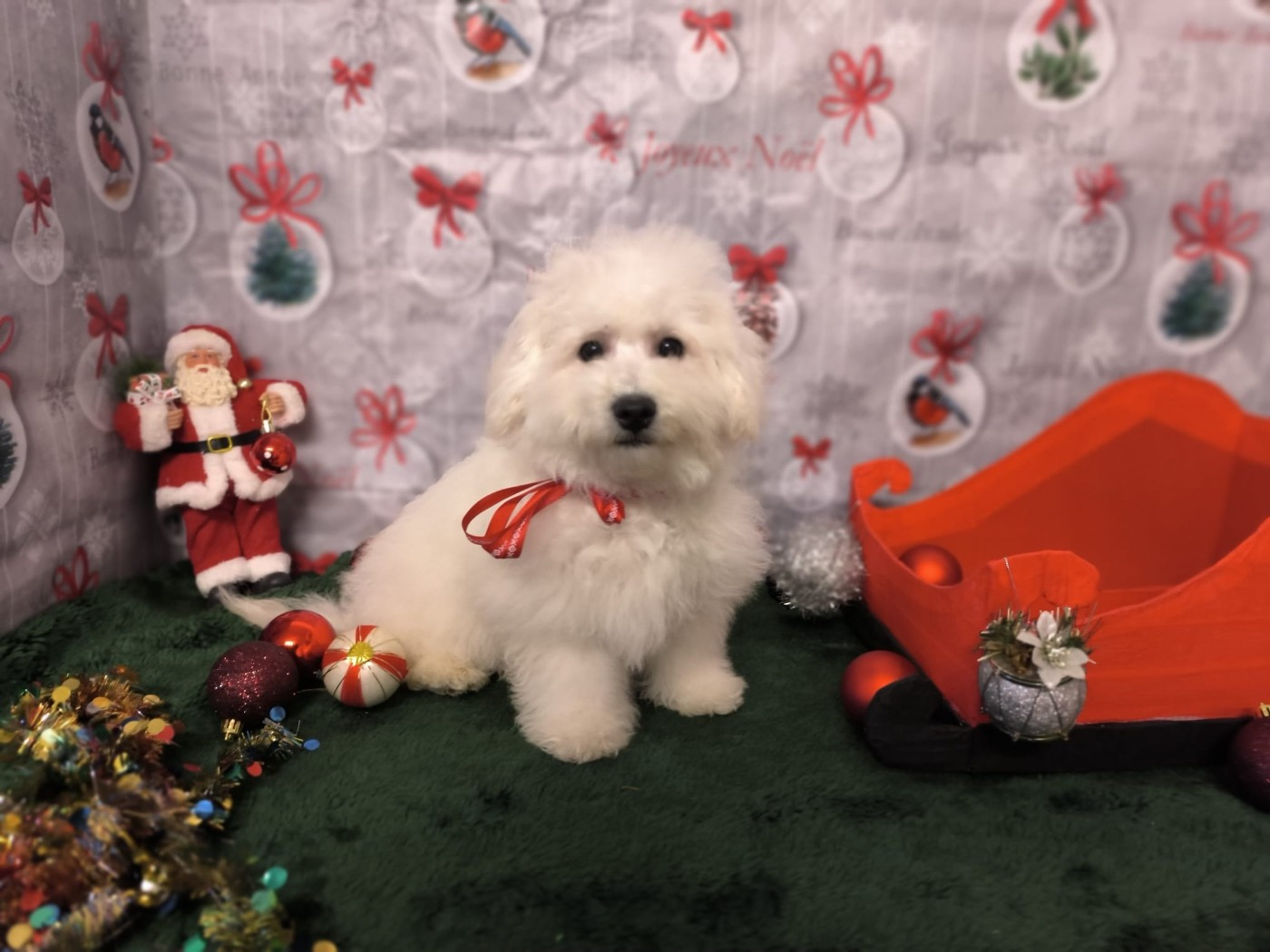 Von Bereich Sandalvi - Chiots disponibles - Bichon Frise