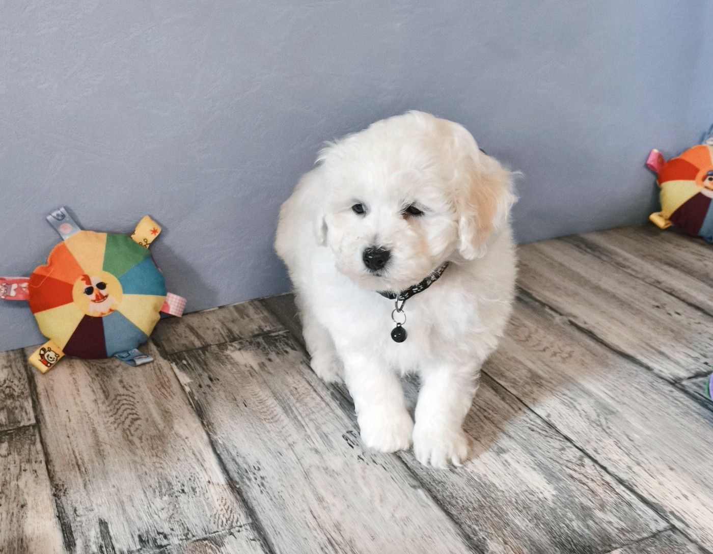 Von Bereich Sandalvi - Chiots disponibles - Bichon Frise