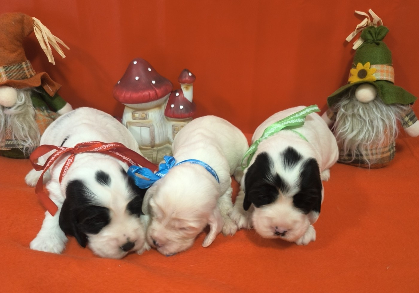 Von Bereich Sandalvi - Cocker Spaniel Anglais - Portée née le 24/12/2025