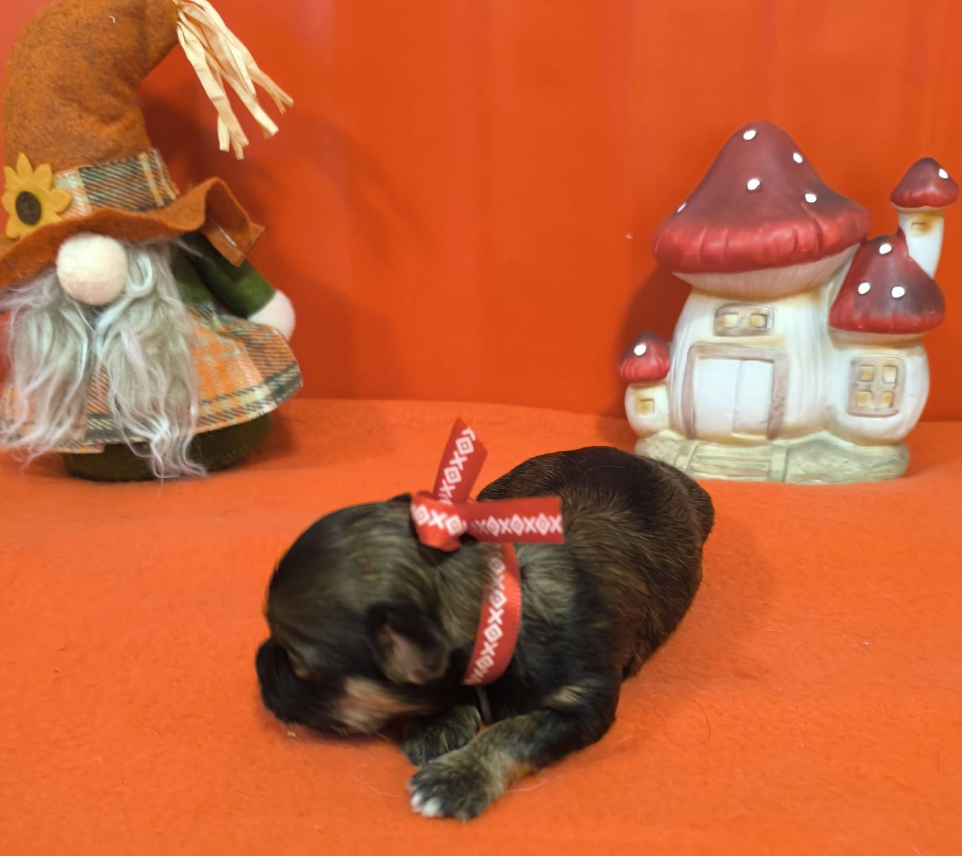 Von Bereich Sandalvi - Chiots disponibles - Bichon Havanais