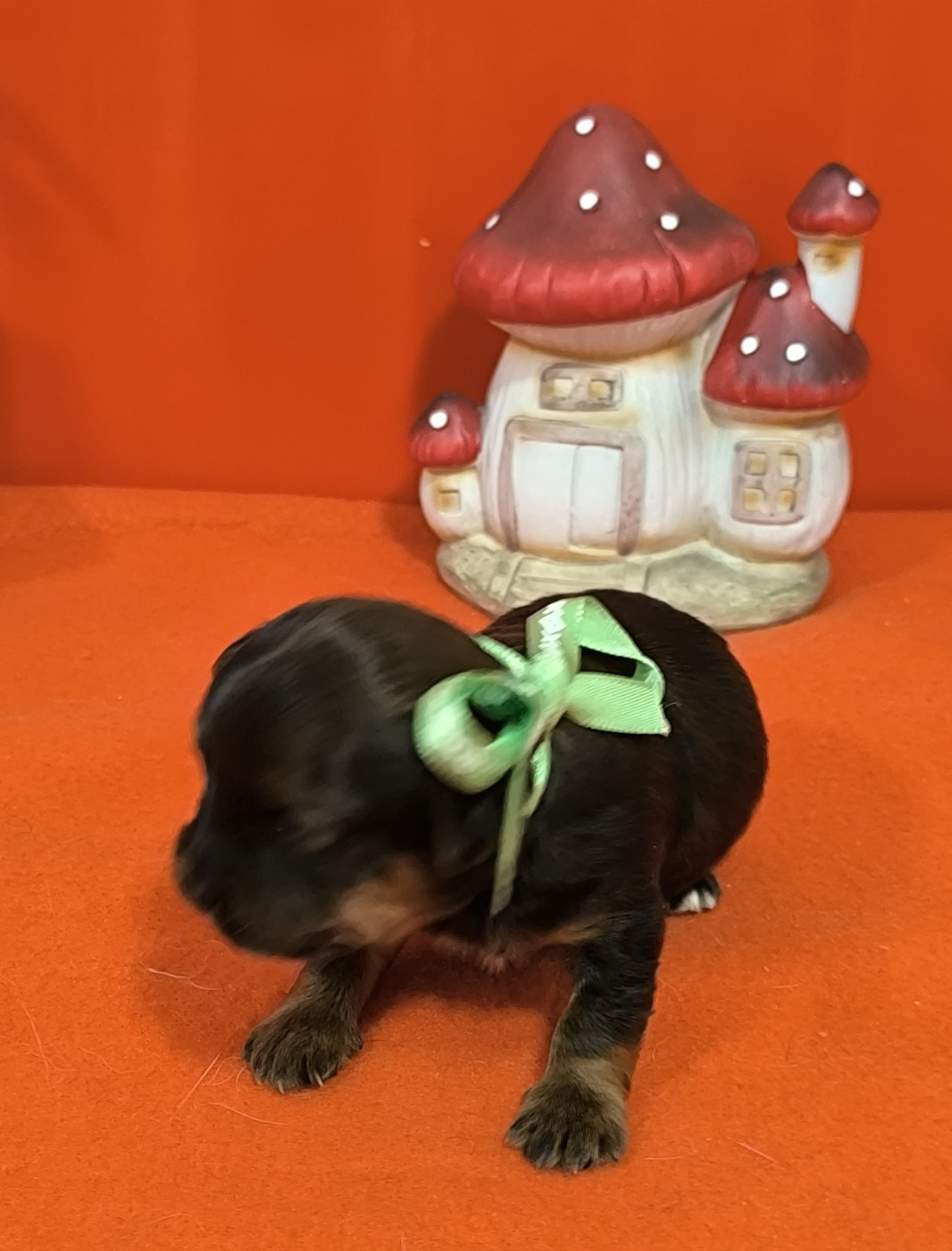 Von Bereich Sandalvi - Chiots disponibles - Bichon Havanais