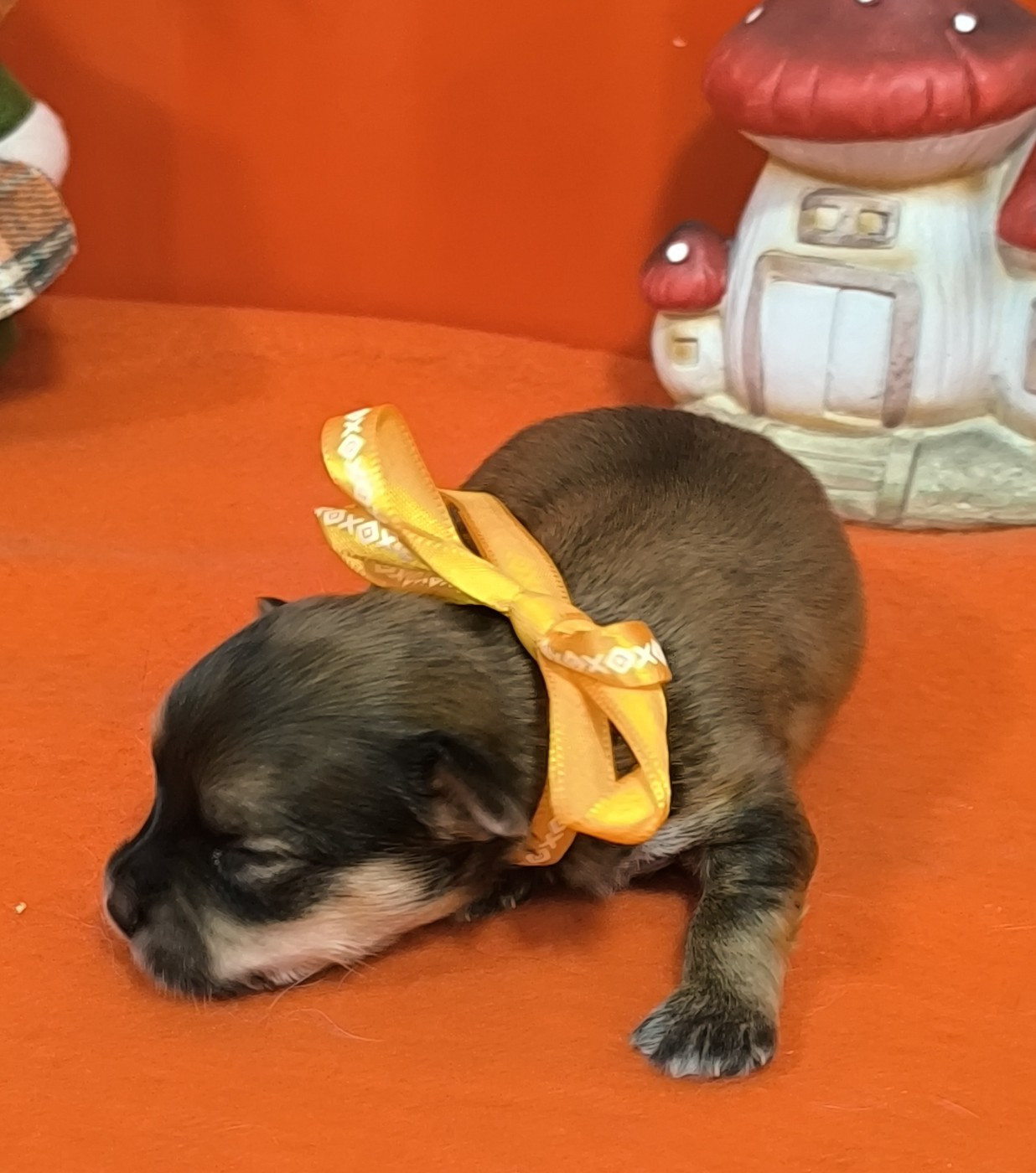 Von Bereich Sandalvi - Chiots disponibles - Bichon Havanais