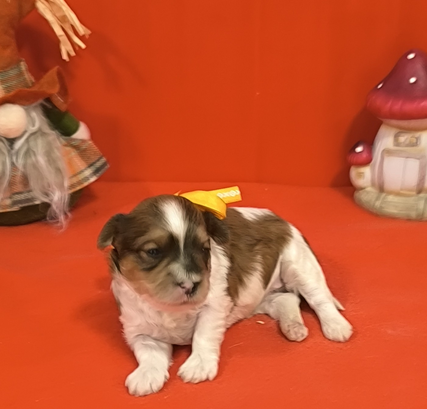 Von Bereich Sandalvi - Chiots disponibles - Bichon Havanais