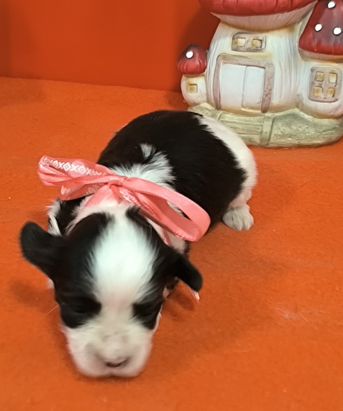 Von Bereich Sandalvi - Chiots disponibles - Bichon Havanais