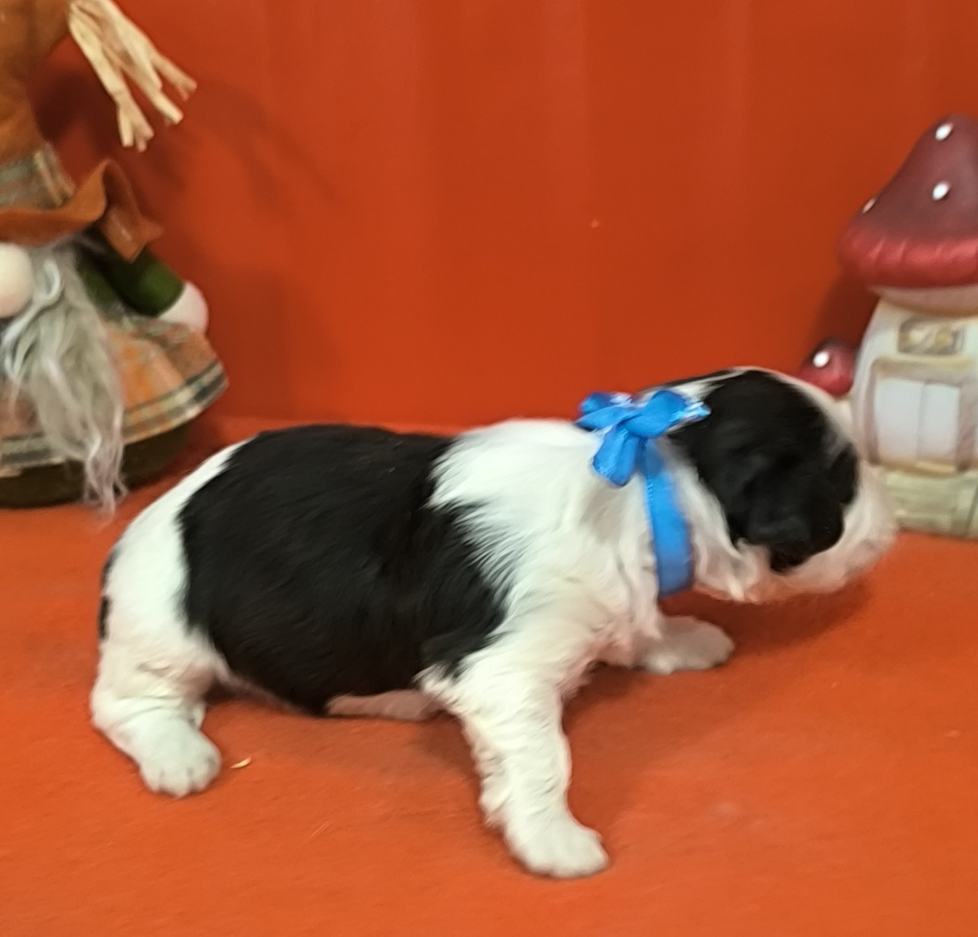 Von Bereich Sandalvi - Chiots disponibles - Bichon Havanais