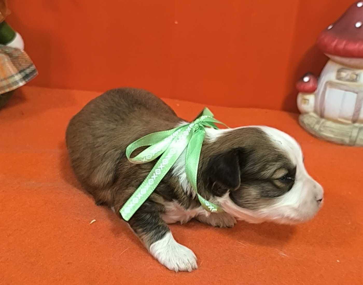 Von Bereich Sandalvi - Chiots disponibles - Bichon Havanais