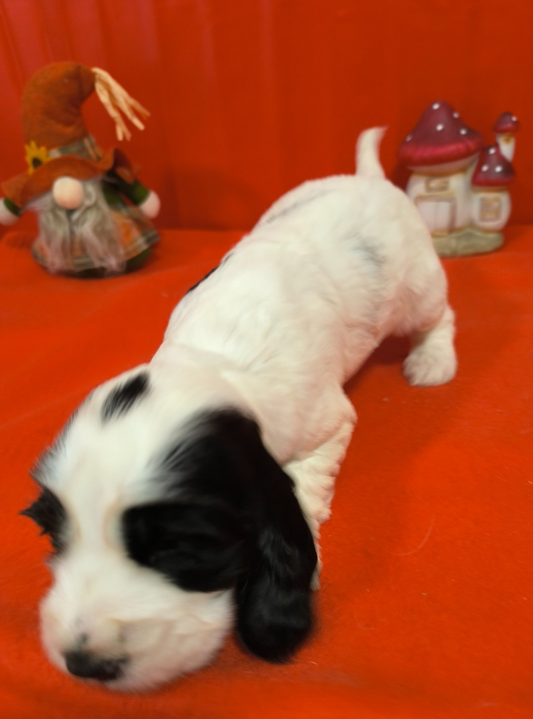Von Bereich Sandalvi - Chiots disponibles - Cocker Spaniel Anglais