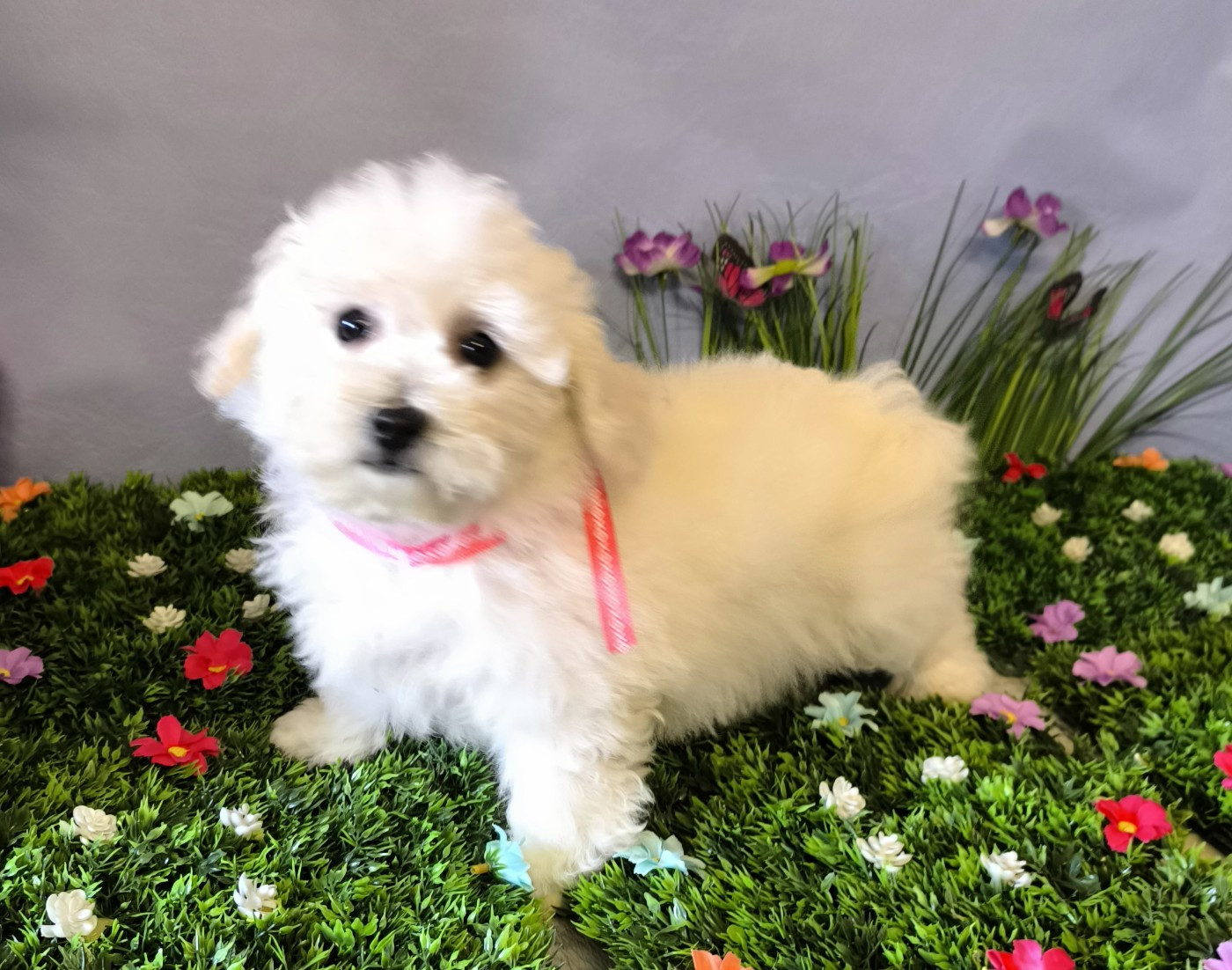 Von Bereich Sandalvi - Chiots disponibles - Bichon Frise