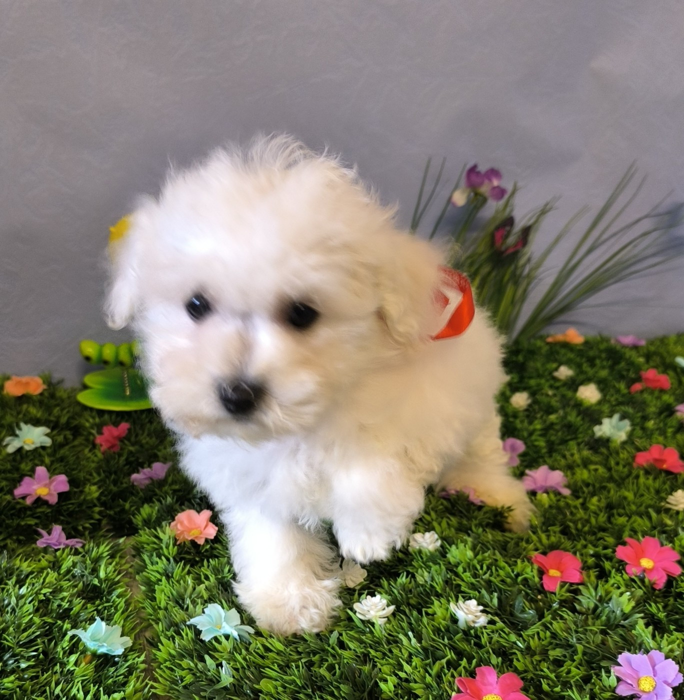 Von Bereich Sandalvi - Chiots disponibles - Bichon Frise