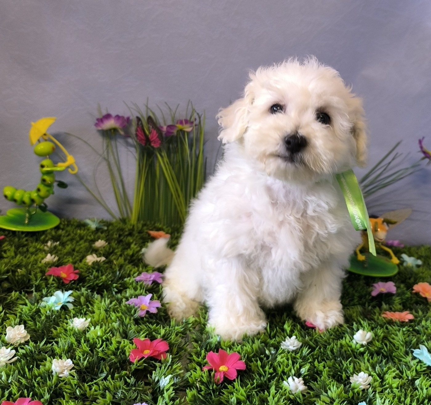 Von Bereich Sandalvi - Chiots disponibles - Bichon Frise