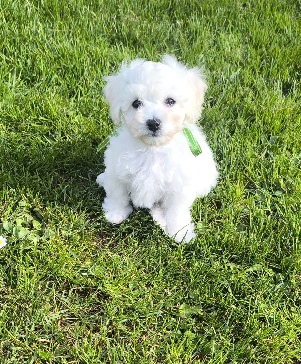 Von Bereich Sandalvi - Chiots disponibles - Bichon Frise