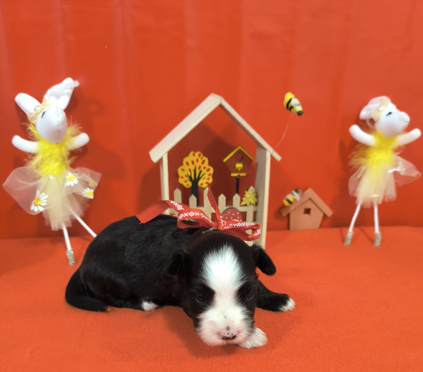 Von Bereich Sandalvi - Chiots disponibles - Bichon Havanais