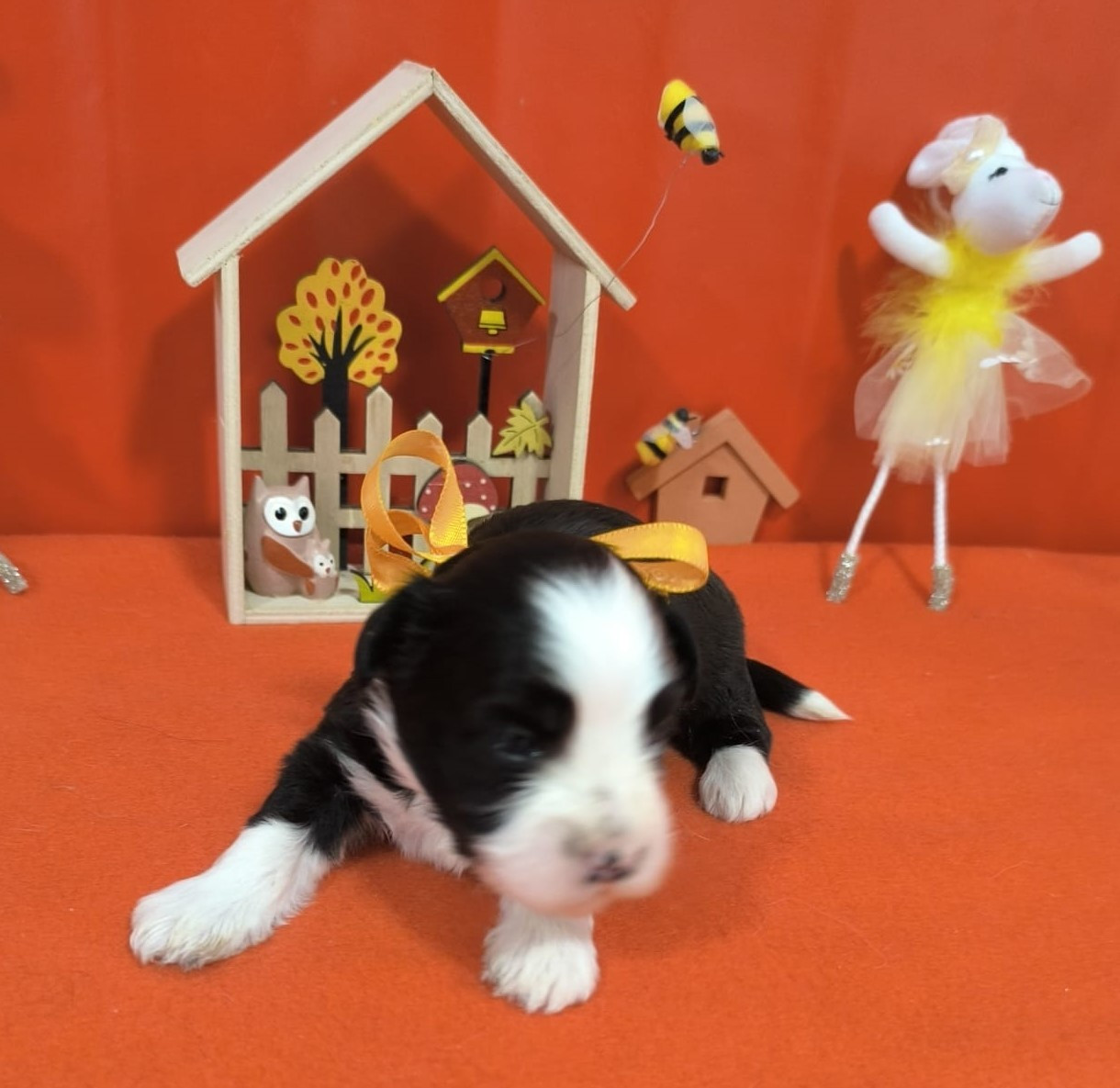Von Bereich Sandalvi - Chiots disponibles - Bichon Havanais
