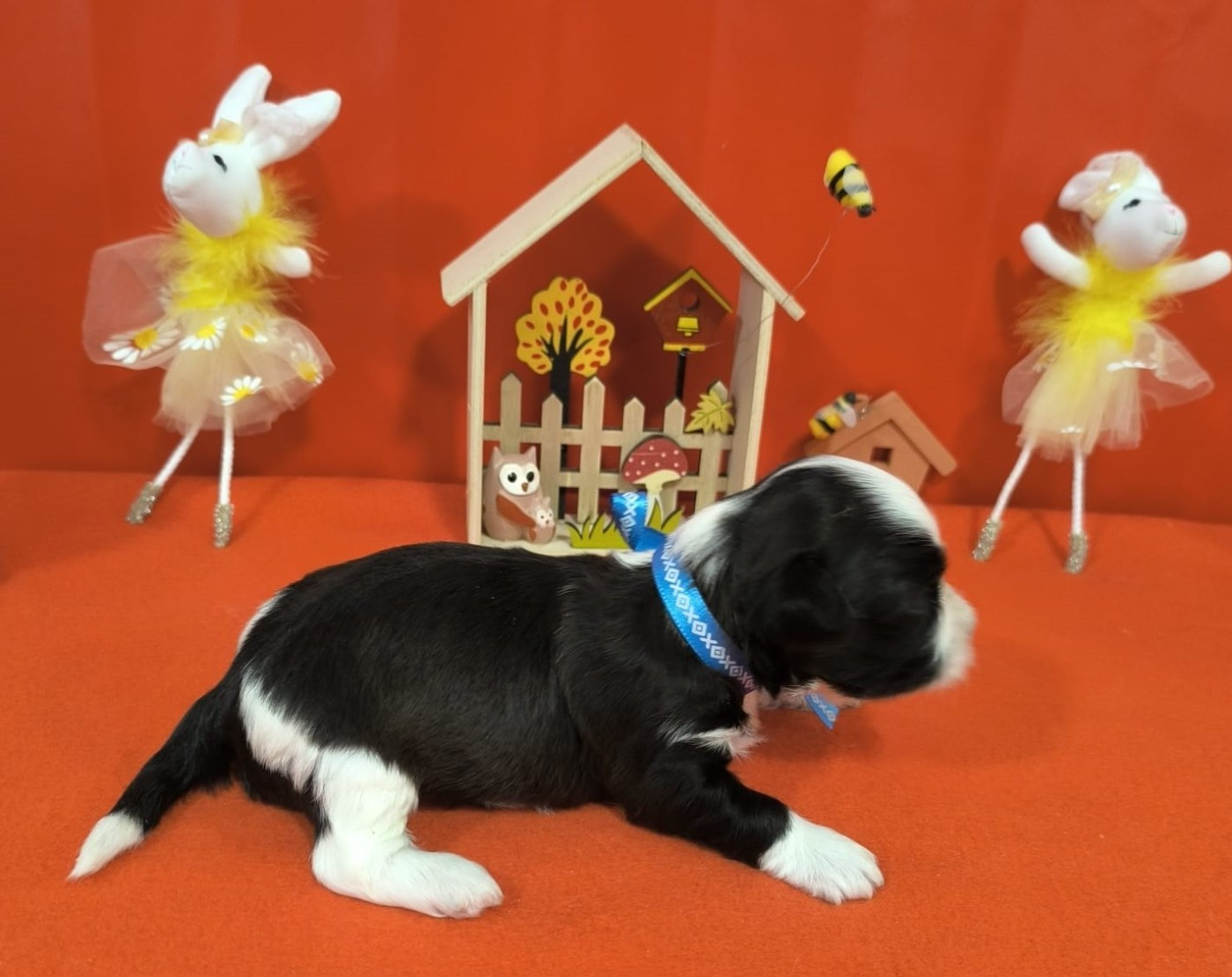 Von Bereich Sandalvi - Chiots disponibles - Bichon Havanais