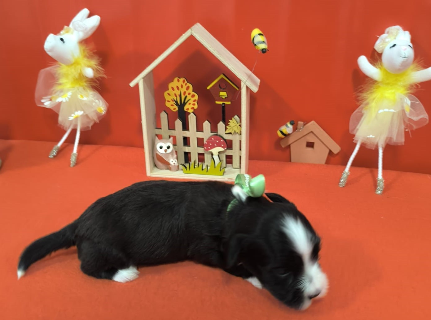 Von Bereich Sandalvi - Chiots disponibles - Bichon Havanais