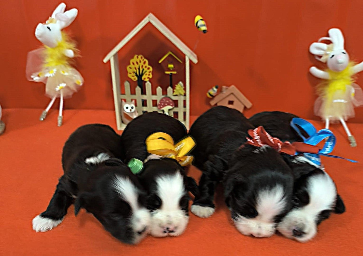Chiot Bichon Havanais Von Bereich Sandalvi