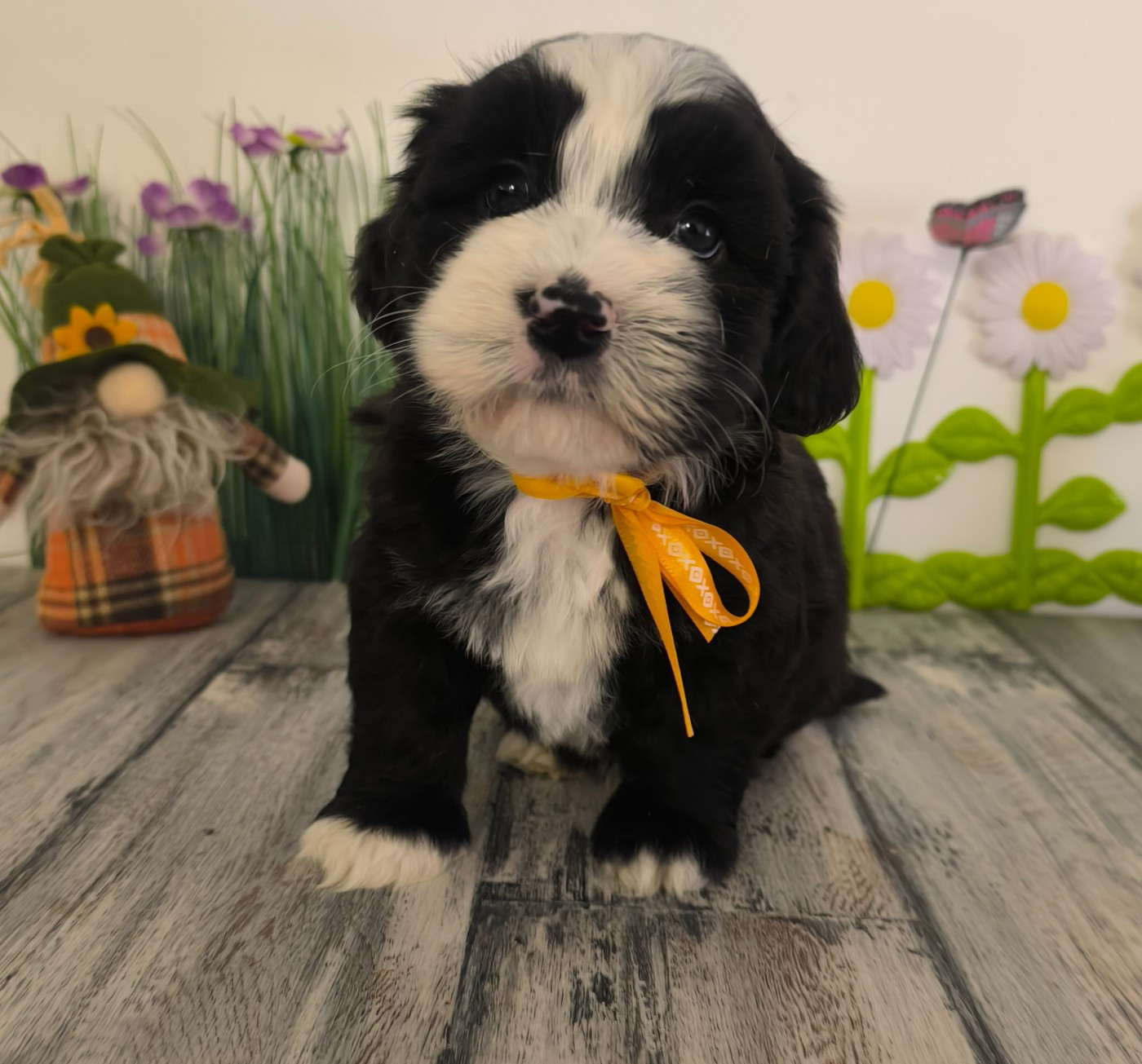 Von Bereich Sandalvi - Chiots disponibles - Bichon Havanais