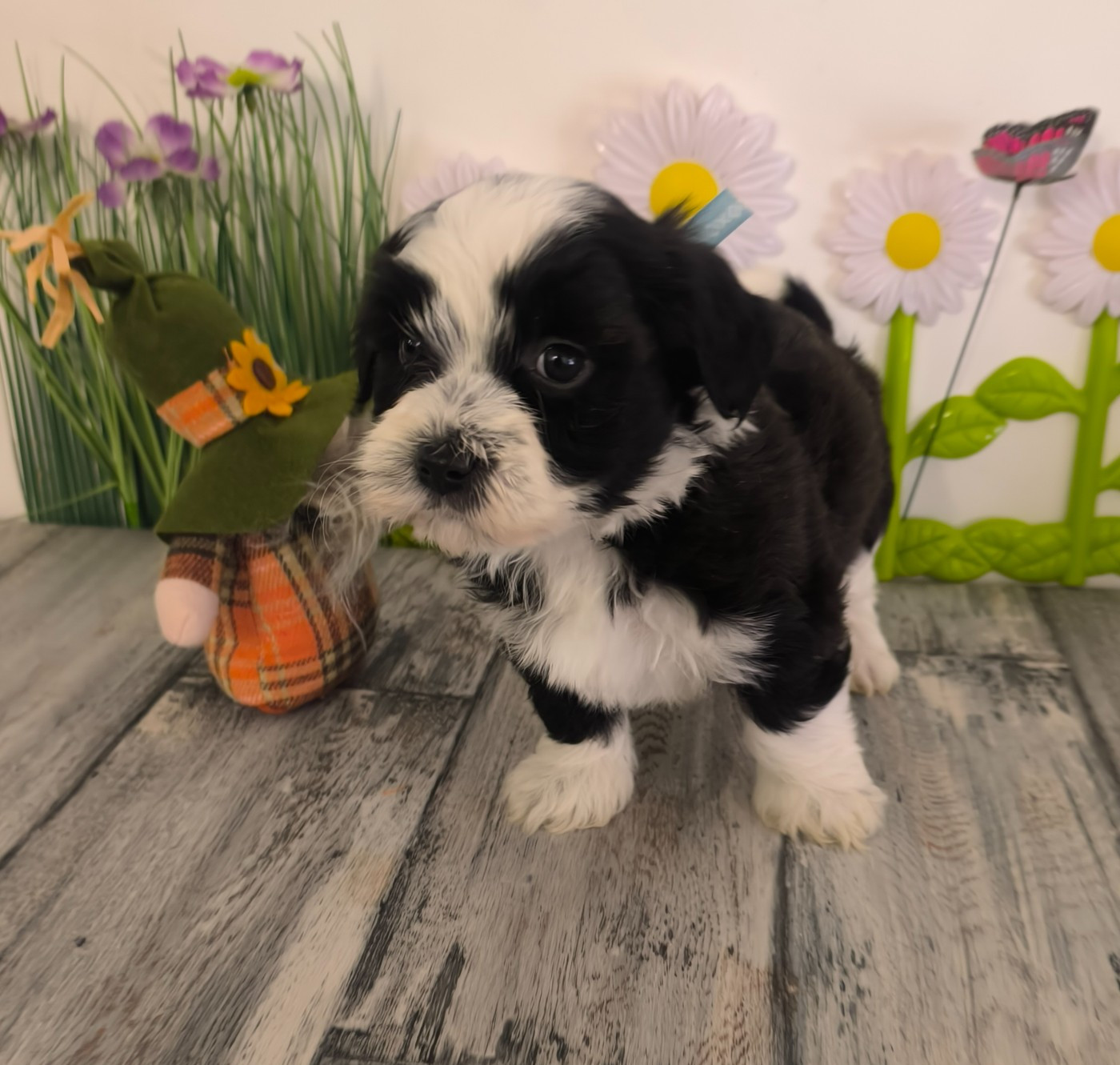 Von Bereich Sandalvi - Chiots disponibles - Bichon Havanais