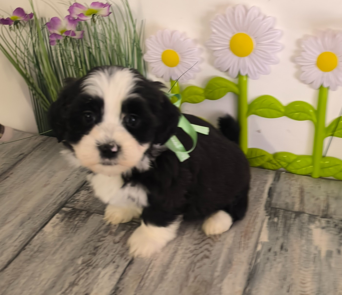 Von Bereich Sandalvi - Chiots disponibles - Bichon Havanais