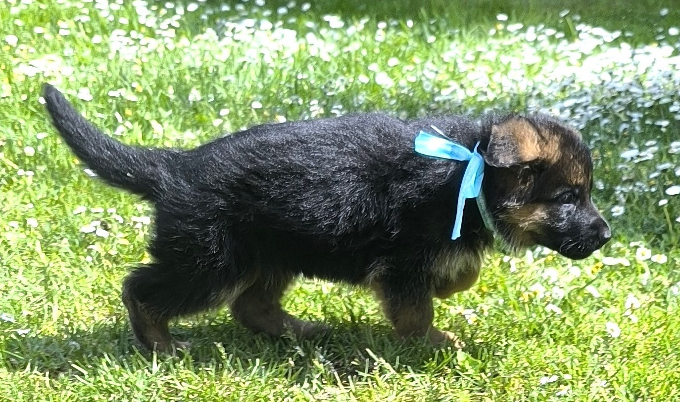 Von Bereich Sandalvi - Chiots disponibles - Berger Allemand